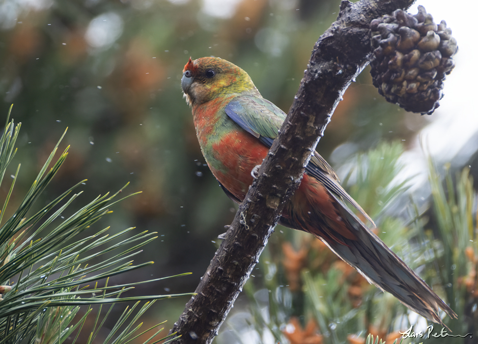 Western Rosella