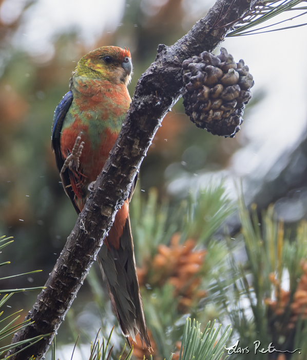 Western Rosella