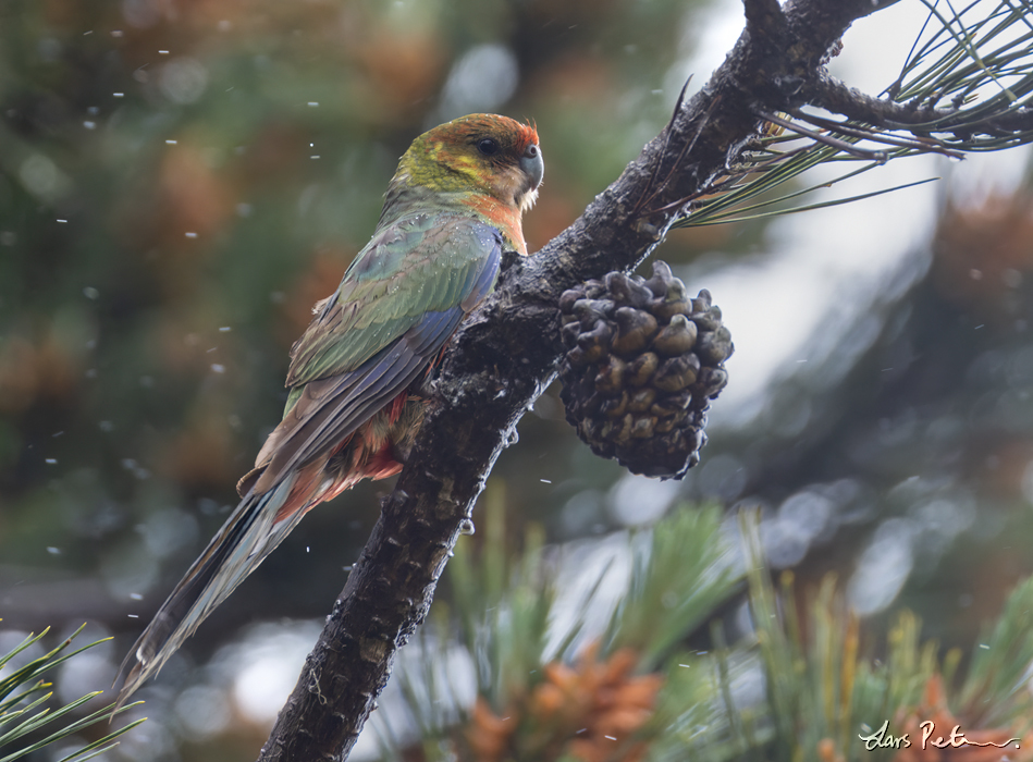 Western Rosella