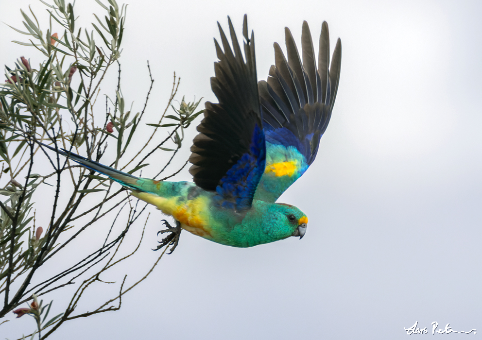 Mulga Parrot