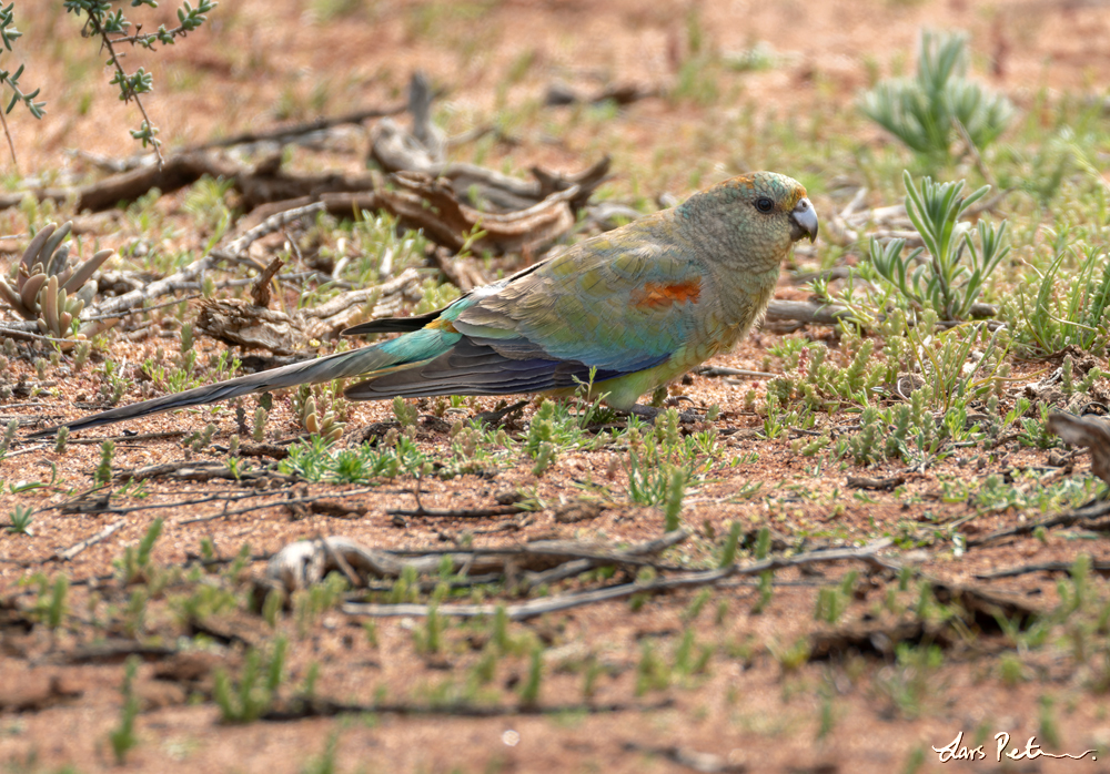 Mulga Parrot