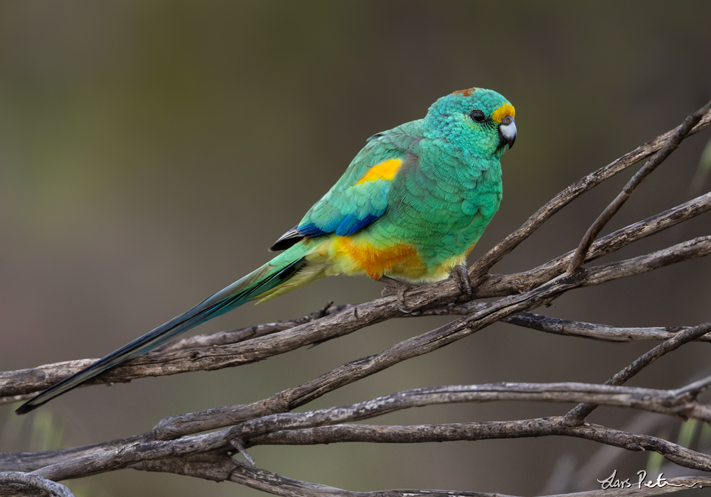 Mulga Parrot