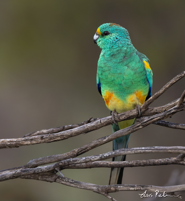 Mulga Parrot