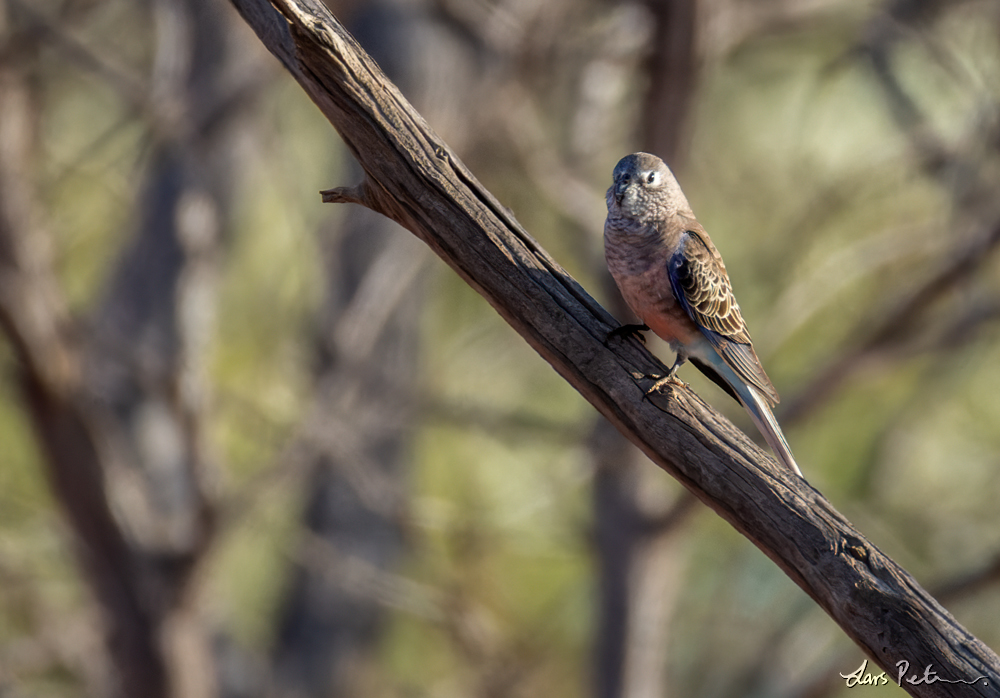 Bourke's Parrot