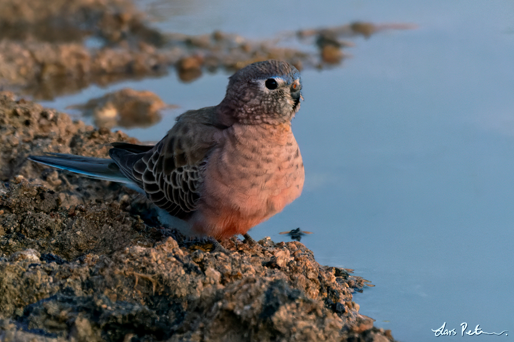 Bourke's Parrot