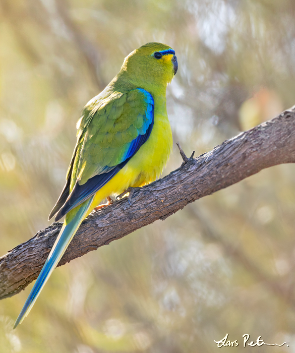 Elegant Parrot