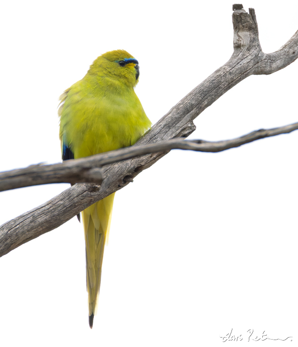 Elegant Parrot