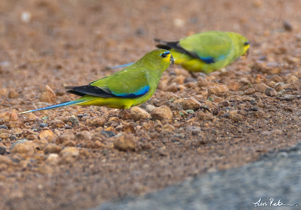 Elegant Parrot