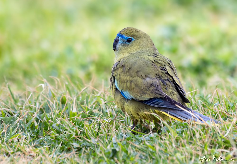 Rock Parrot