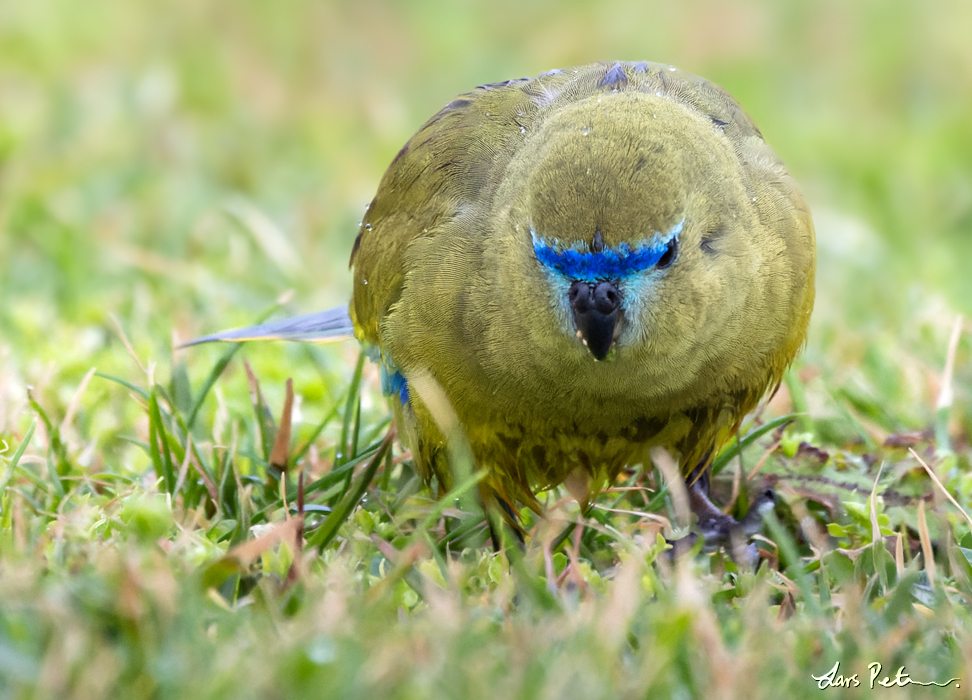 Rock Parrot