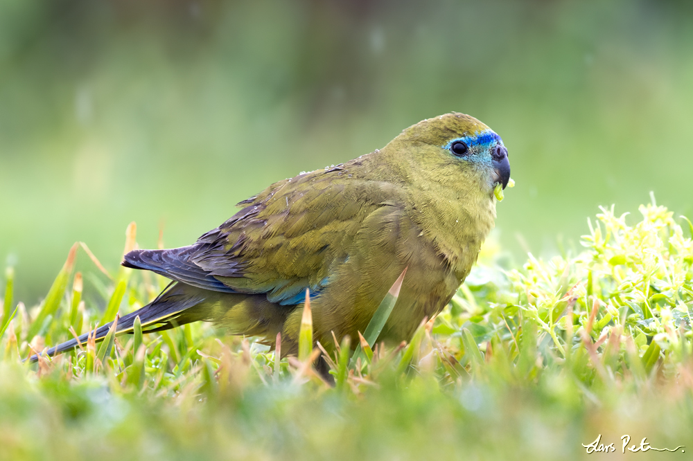 Rock Parrot