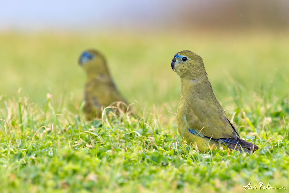 Rock Parrot