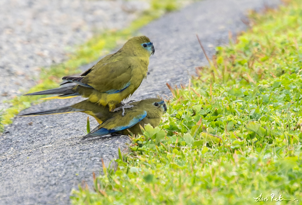 Rock Parrot