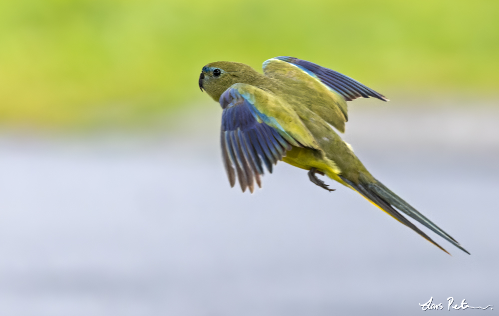 Rock Parrot