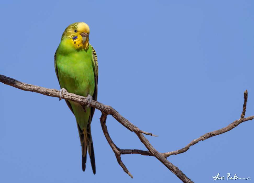 Budgerigar