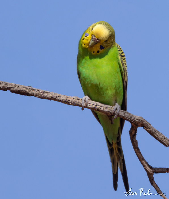 Budgerigar