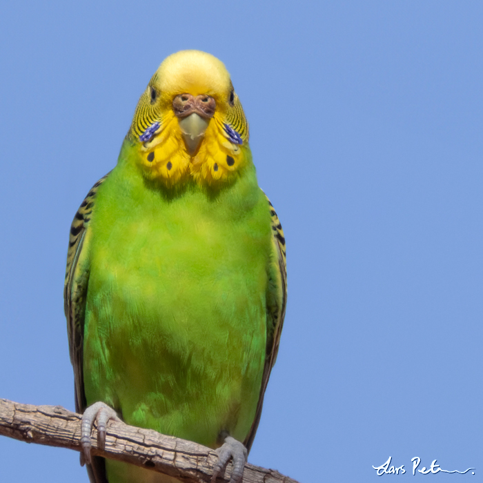 Budgerigar