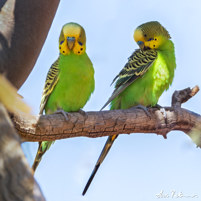 Budgerigar