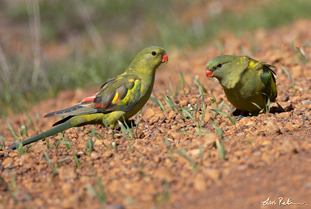 Regent Parrot