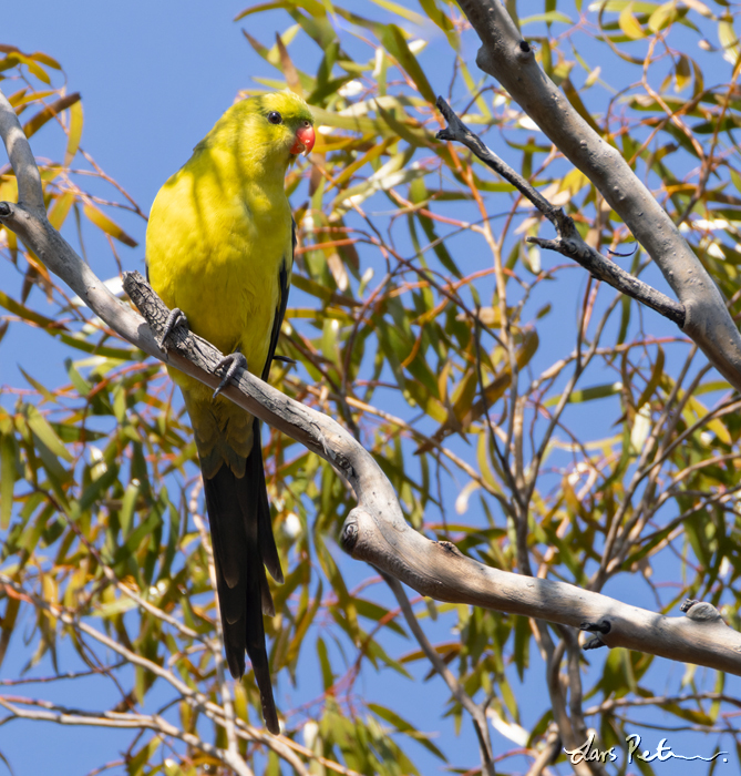 Regent Parrot