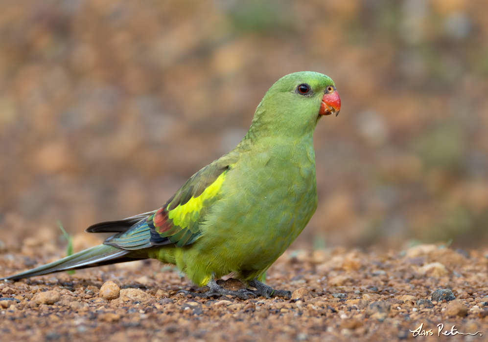 Regent Parrot