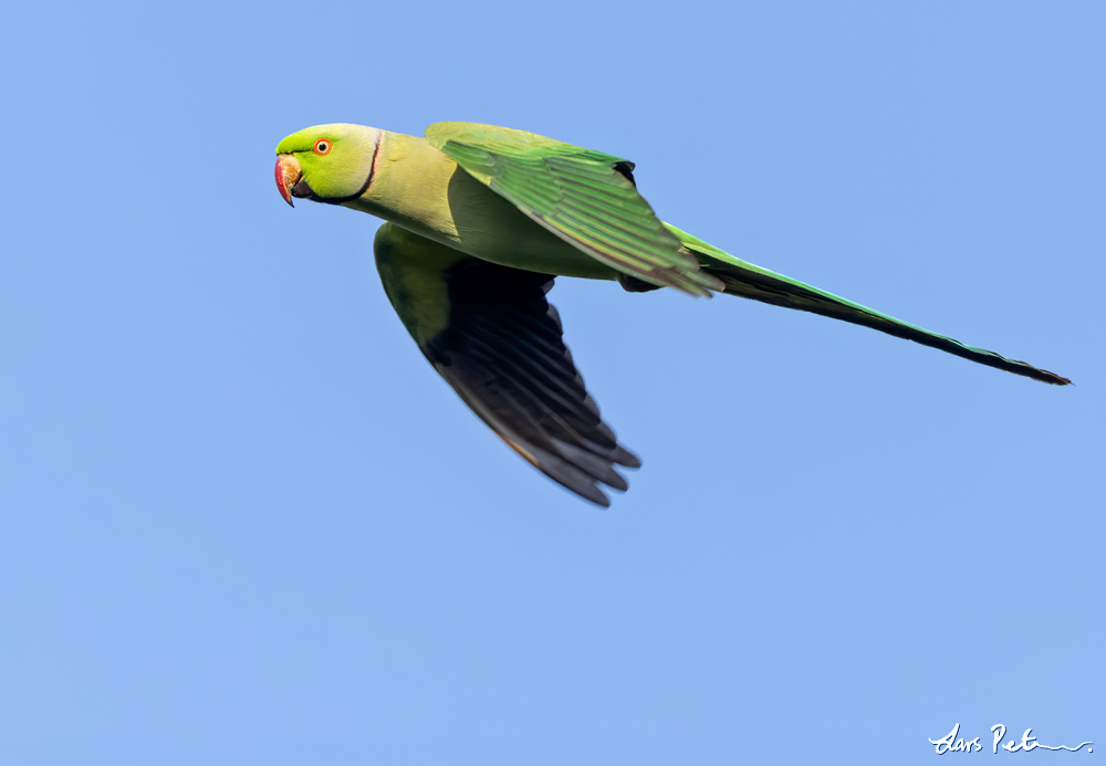 Rose-ringed Parakeet