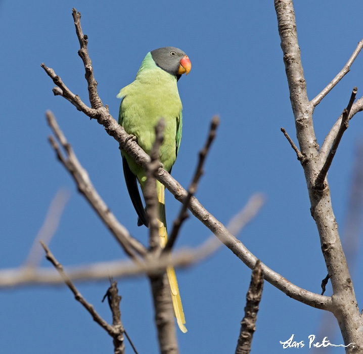 Slaty-headed Parakeet | Northern India | Bird images from foreign trips ...