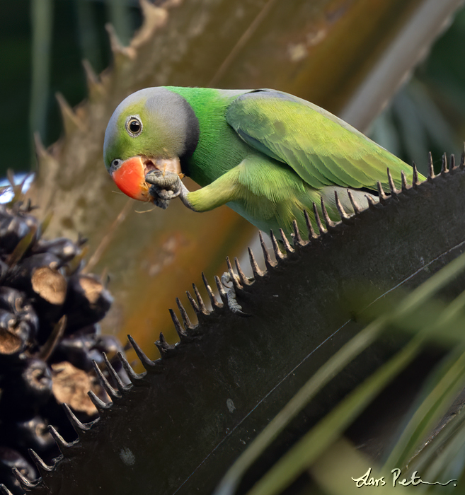 Layard's Parakeet