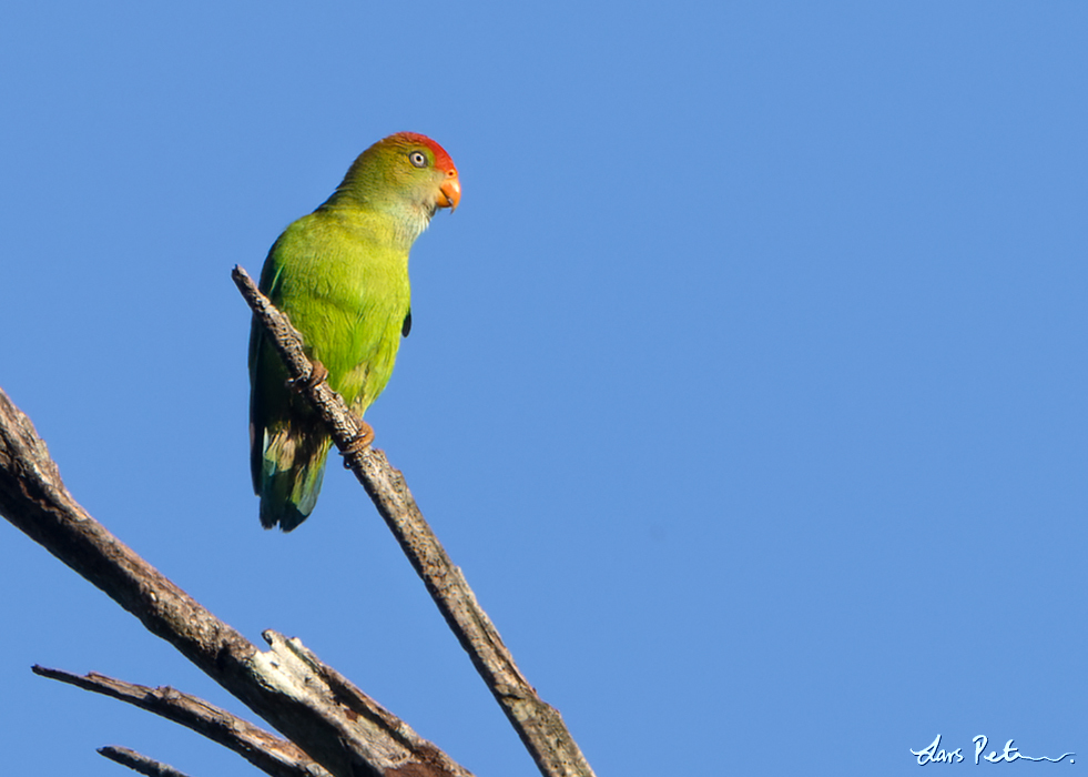 Sri Lanka Hanging Parrot