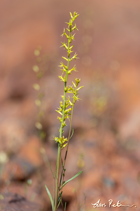 Western Stackhousia