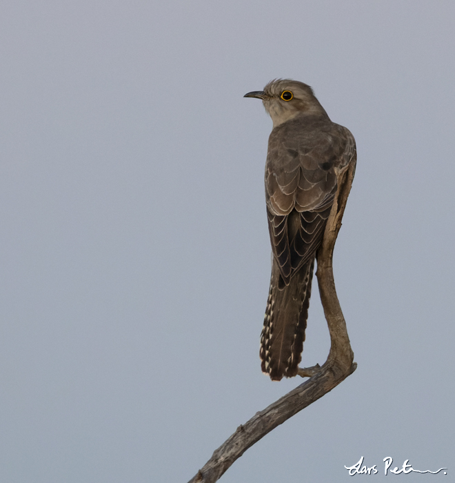 Pallid Cuckoo