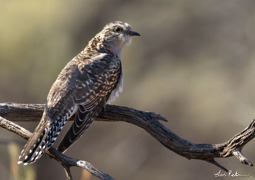 Pallid Cuckoo