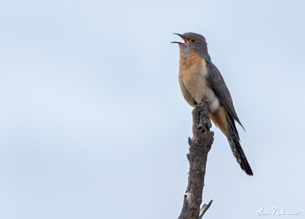 Fan-tailed Cuckoo