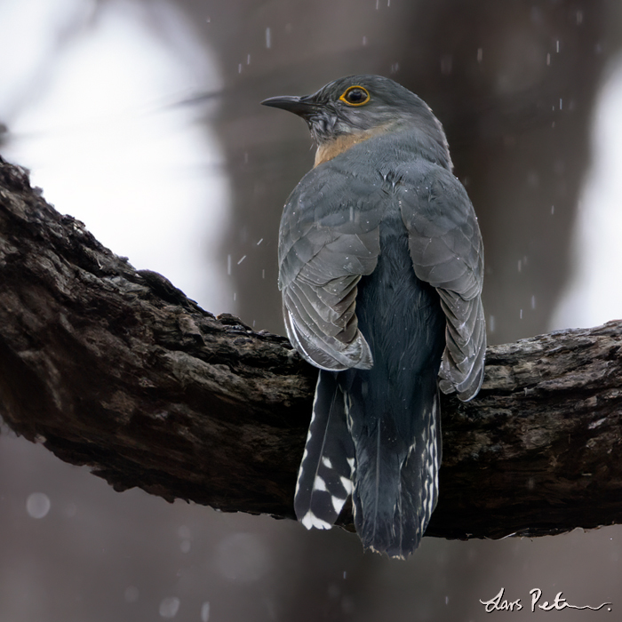 Fan-tailed Cuckoo