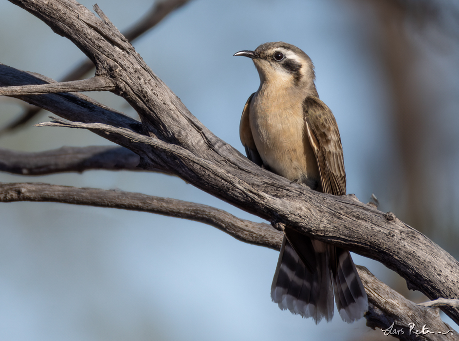 Black-eared Cuckoo