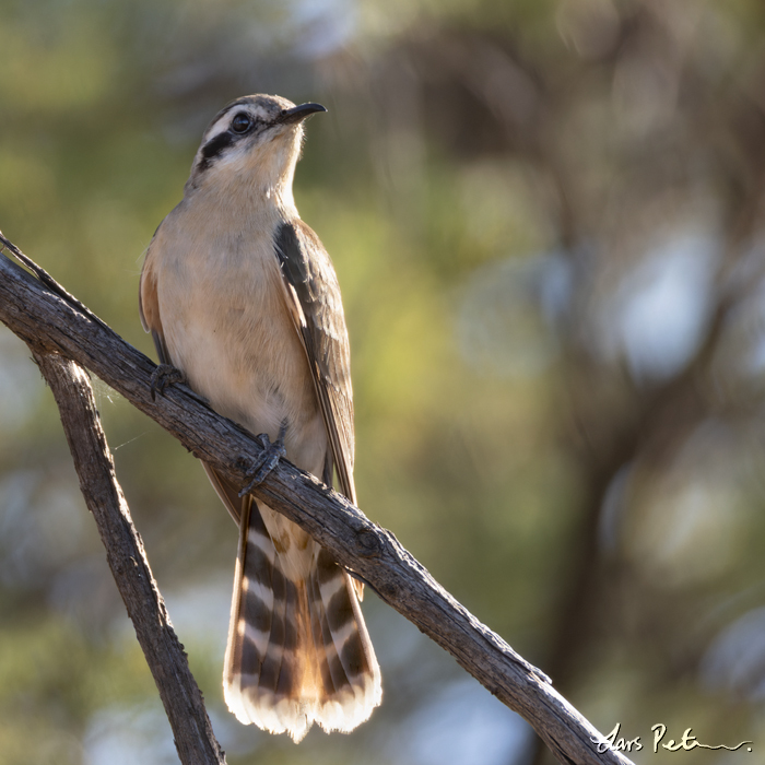 Black-eared Cuckoo