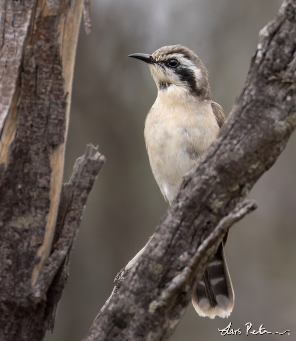 Black-eared Cuckoo