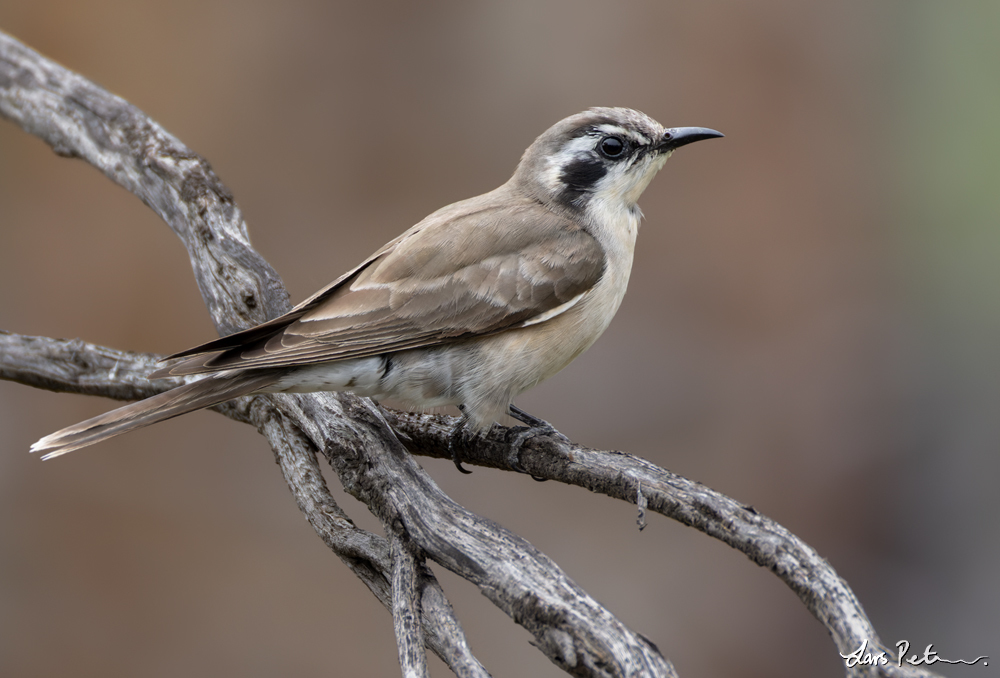 Black-eared Cuckoo