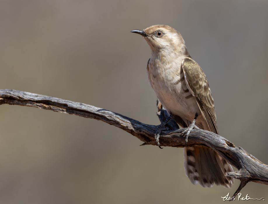 Horsfield's Bronze Cuckoo