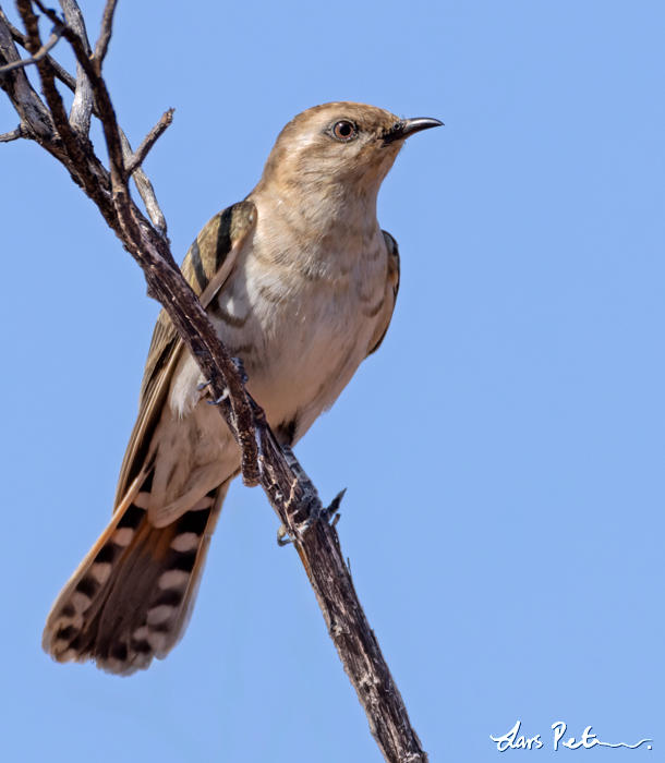 Horsfield's Bronze Cuckoo