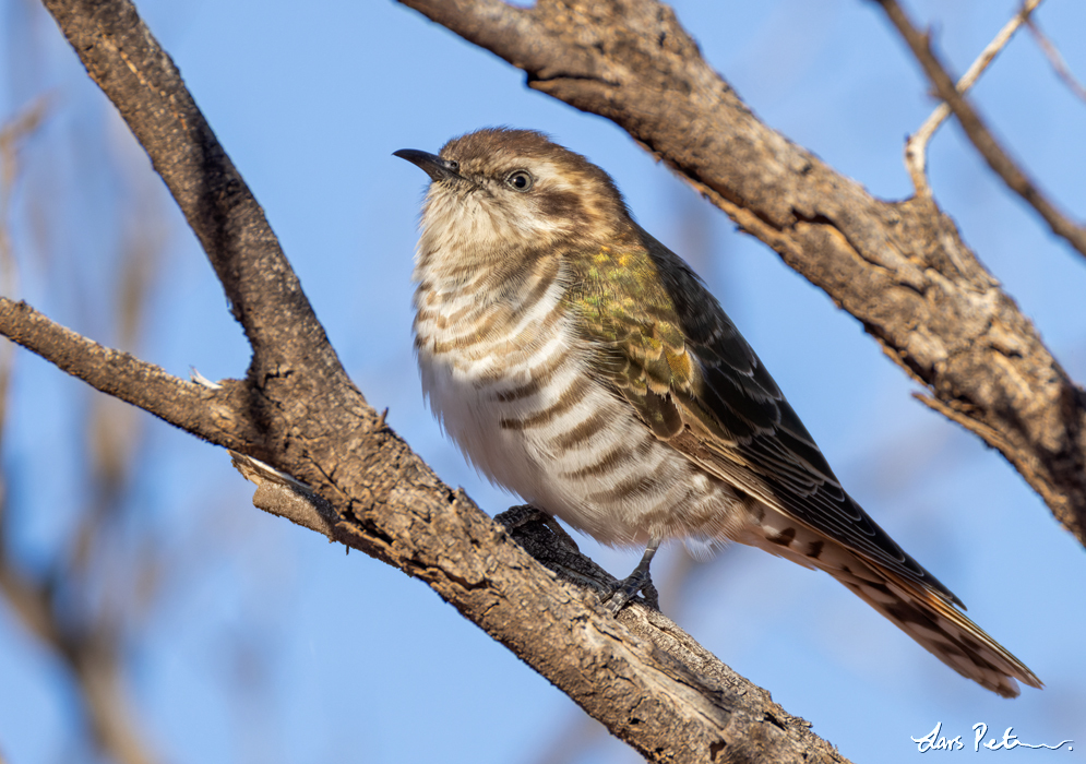 Horsfield's Bronze Cuckoo