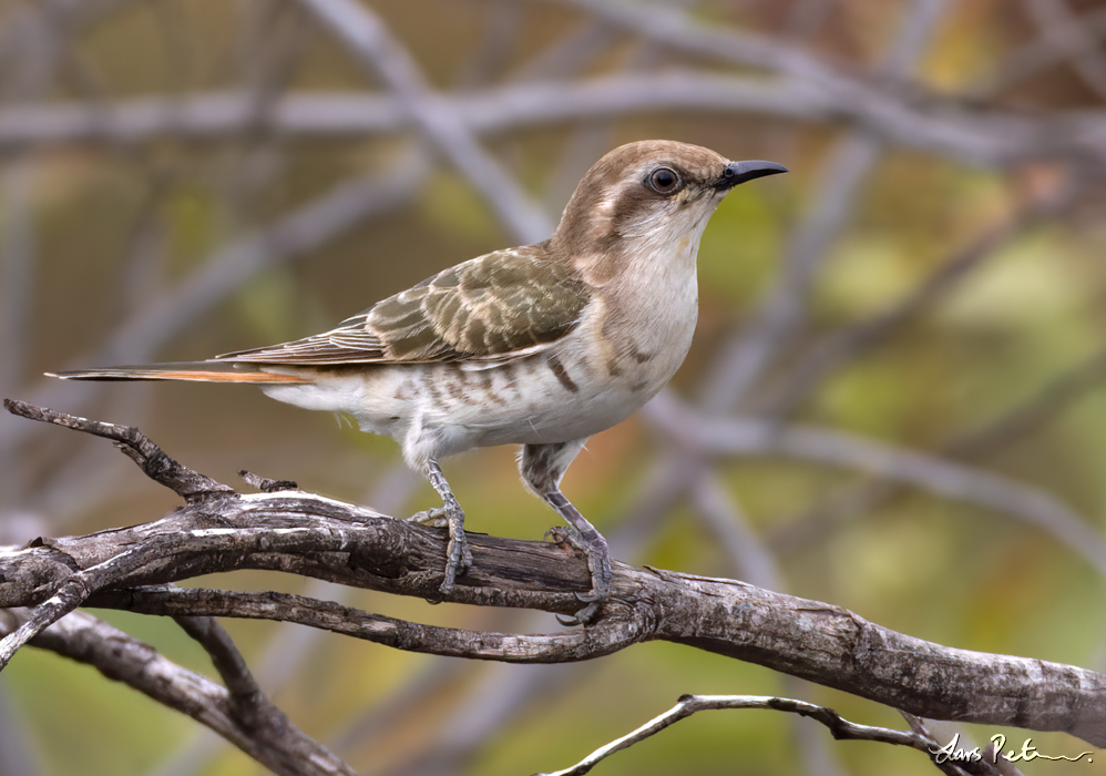 Horsfield's Bronze Cuckoo