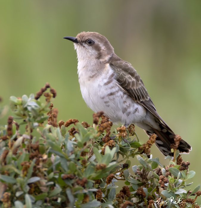 Horsfield's Bronze Cuckoo