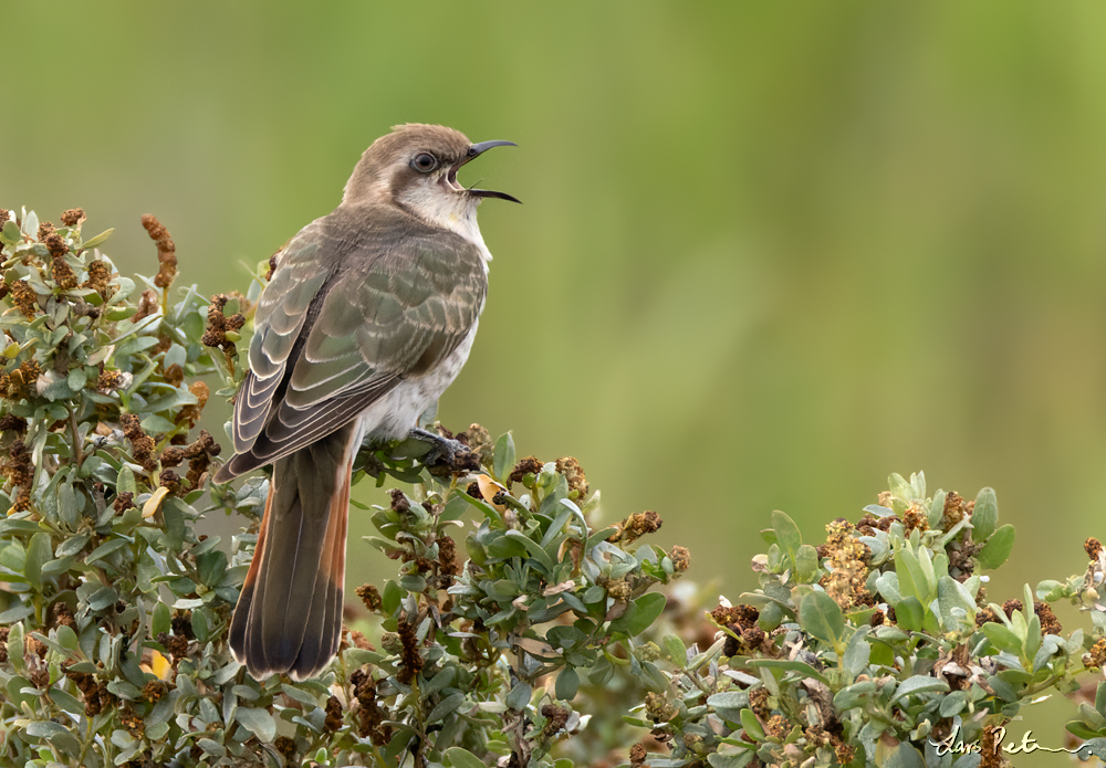 Horsfield's Bronze Cuckoo