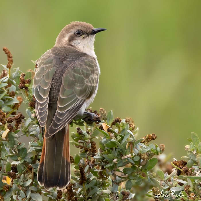 Horsfield's Bronze Cuckoo