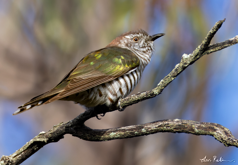 Shining Bronze Cuckoo