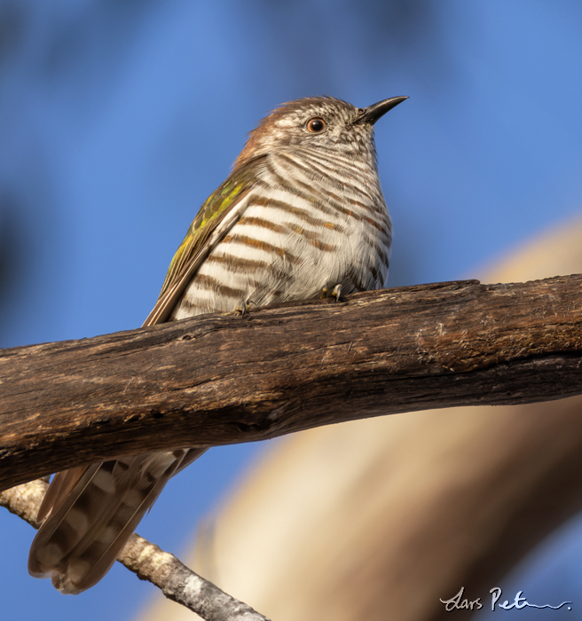 Shining Bronze Cuckoo