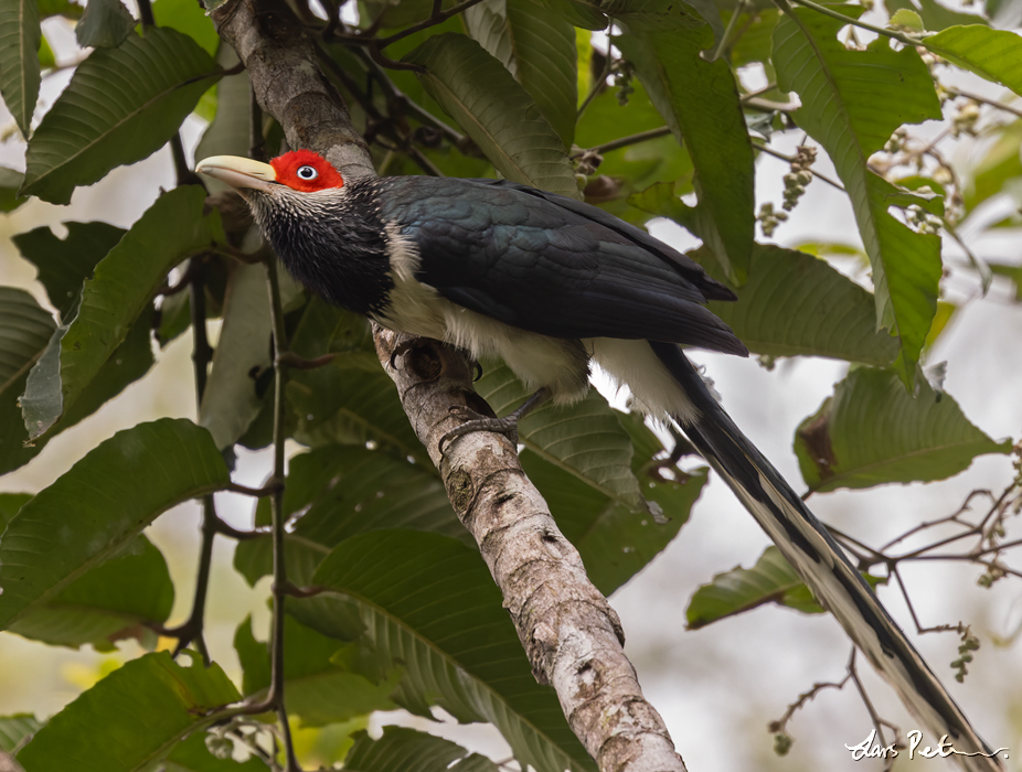 Red-faced Malkoha