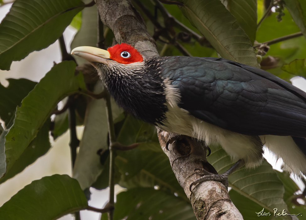 Red-faced Malkoha