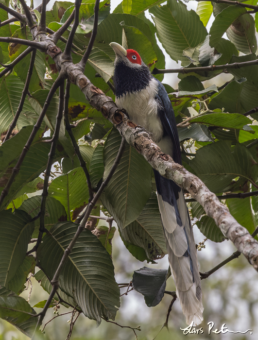 Red-faced Malkoha